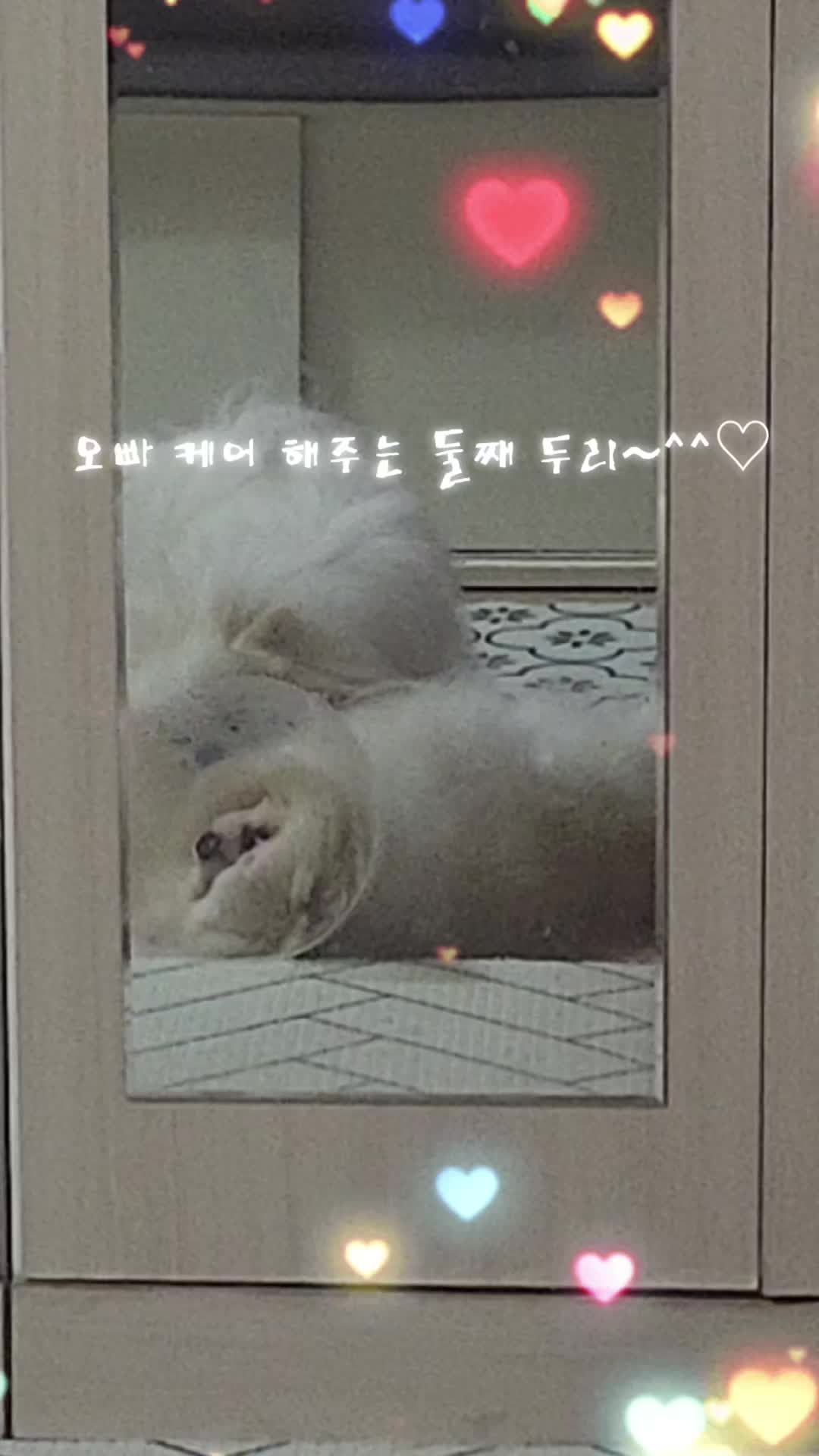 @두진이와두리 아빠
