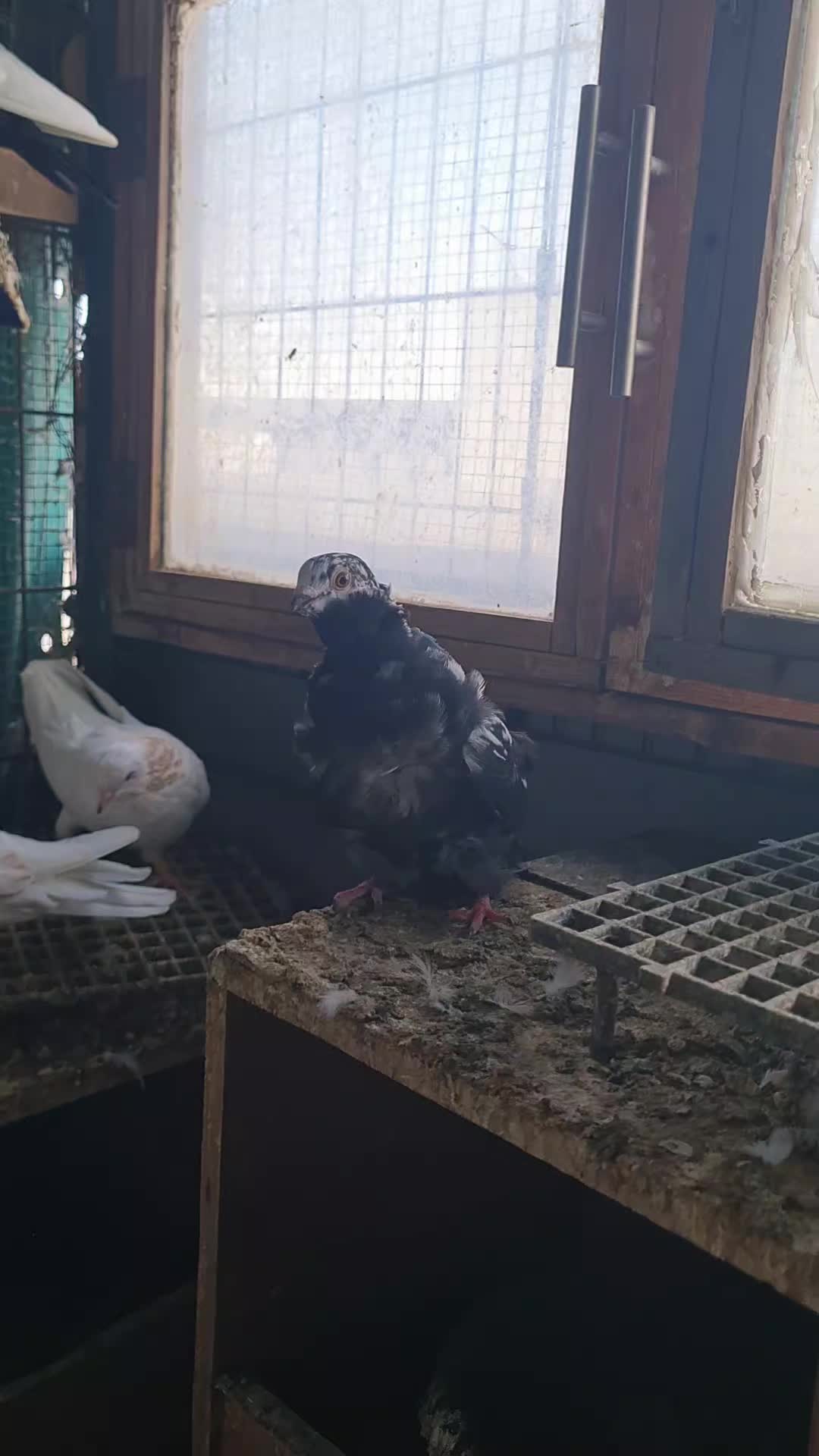 @Pigeons Tv