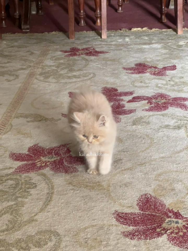 @karachikittens