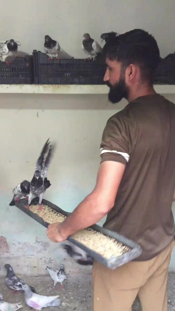@Gujjar🦅