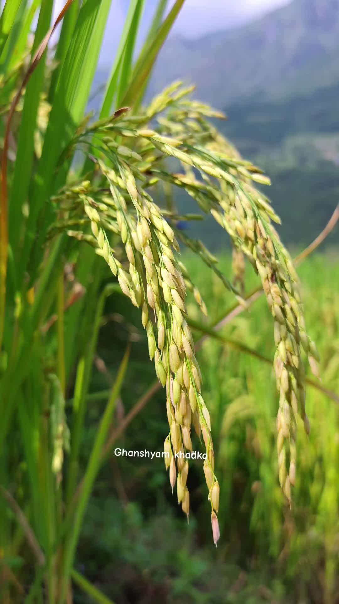 @ghanshyam khadka 📷