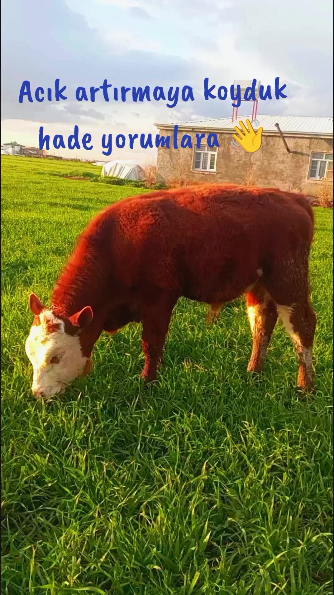 @🔱 𝗔𝗿𝗶𝗳 𝗚&uuml;𝗺&uuml;ş𝟮𝟭 🔱