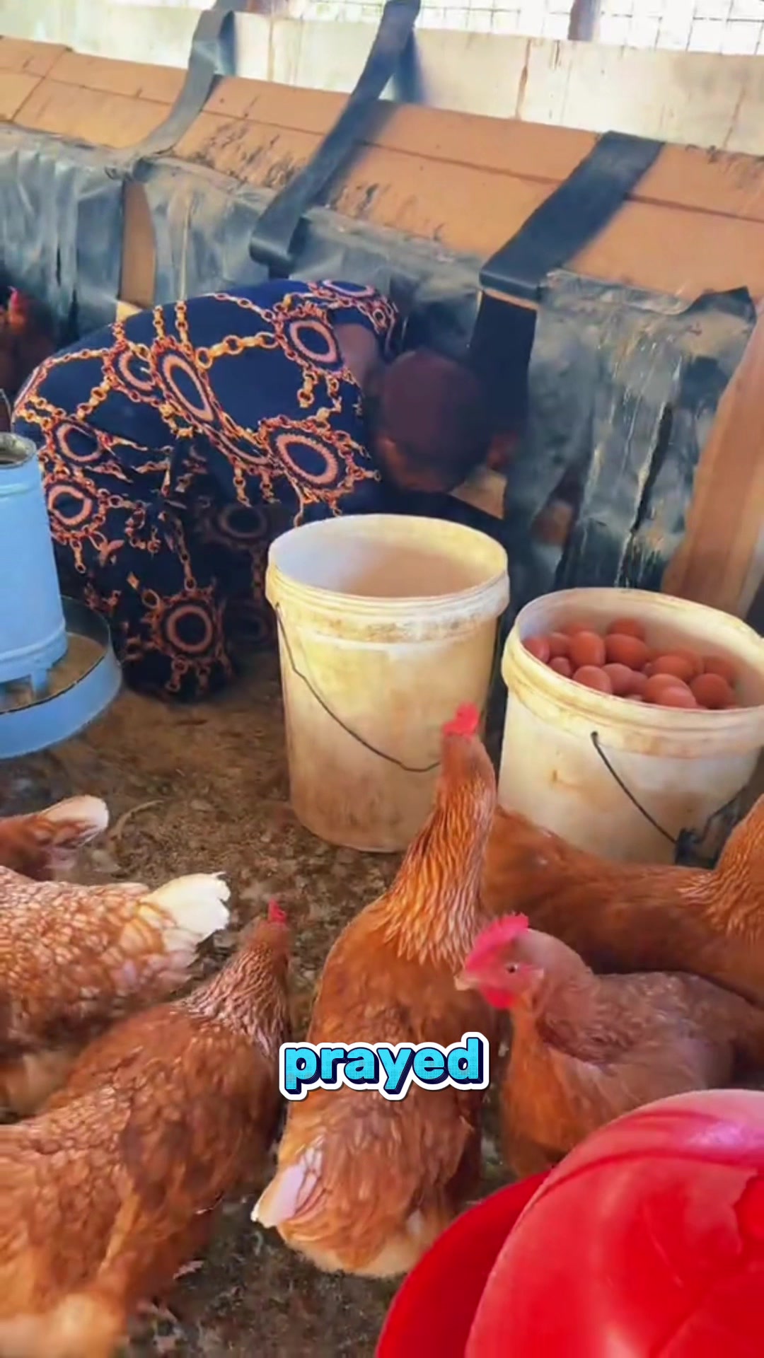 @Poultry Care