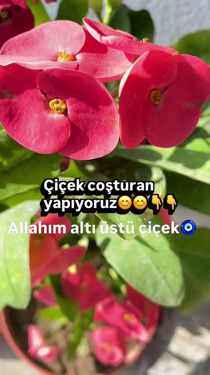 @💧Çiçek dostu 🇹🇷💧