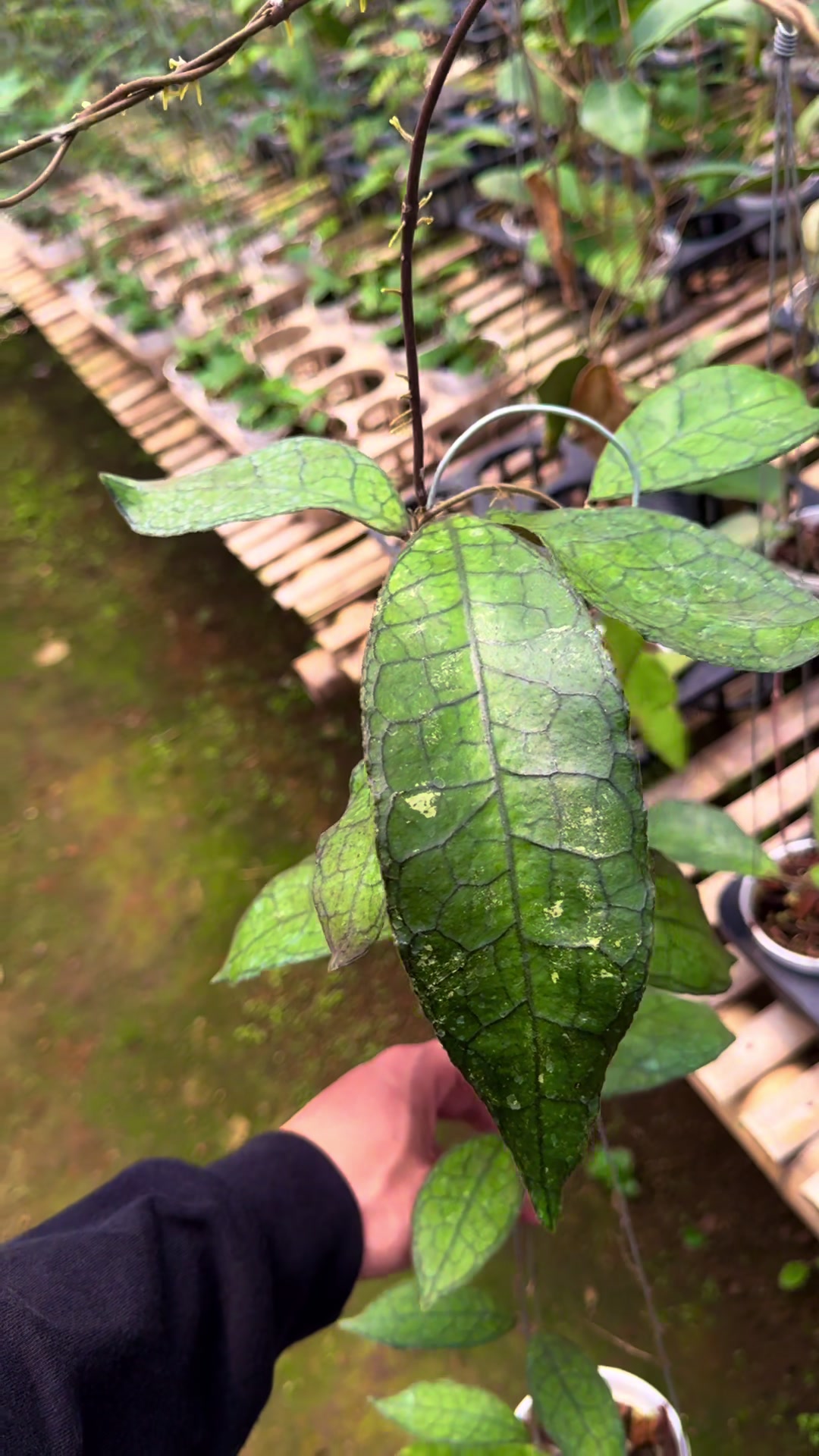 @Kamle Plants