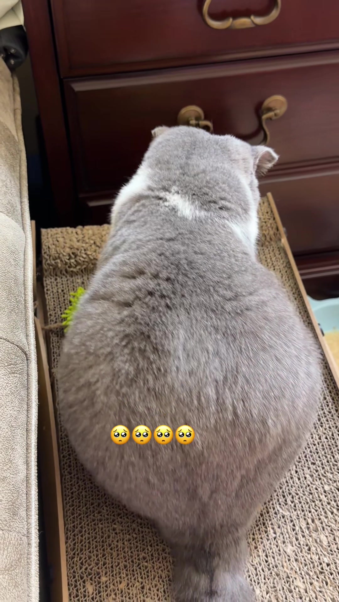 @Jinjin&mimi