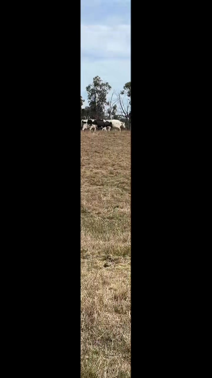 @Aussie dairy vics