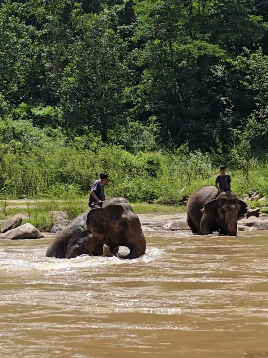 @ควาญแดง พลายภูพิงค์