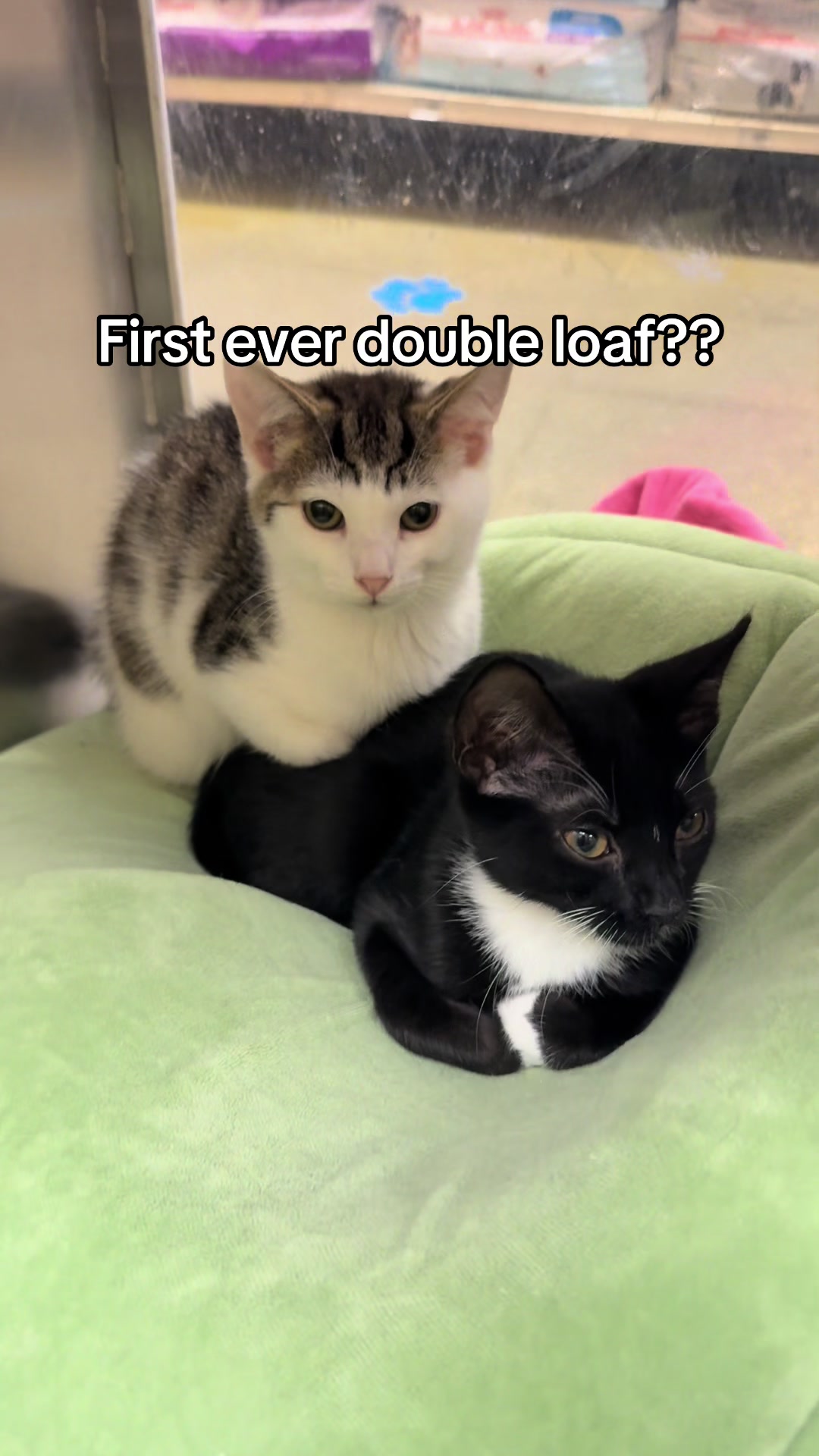 @KittyAngelRescue