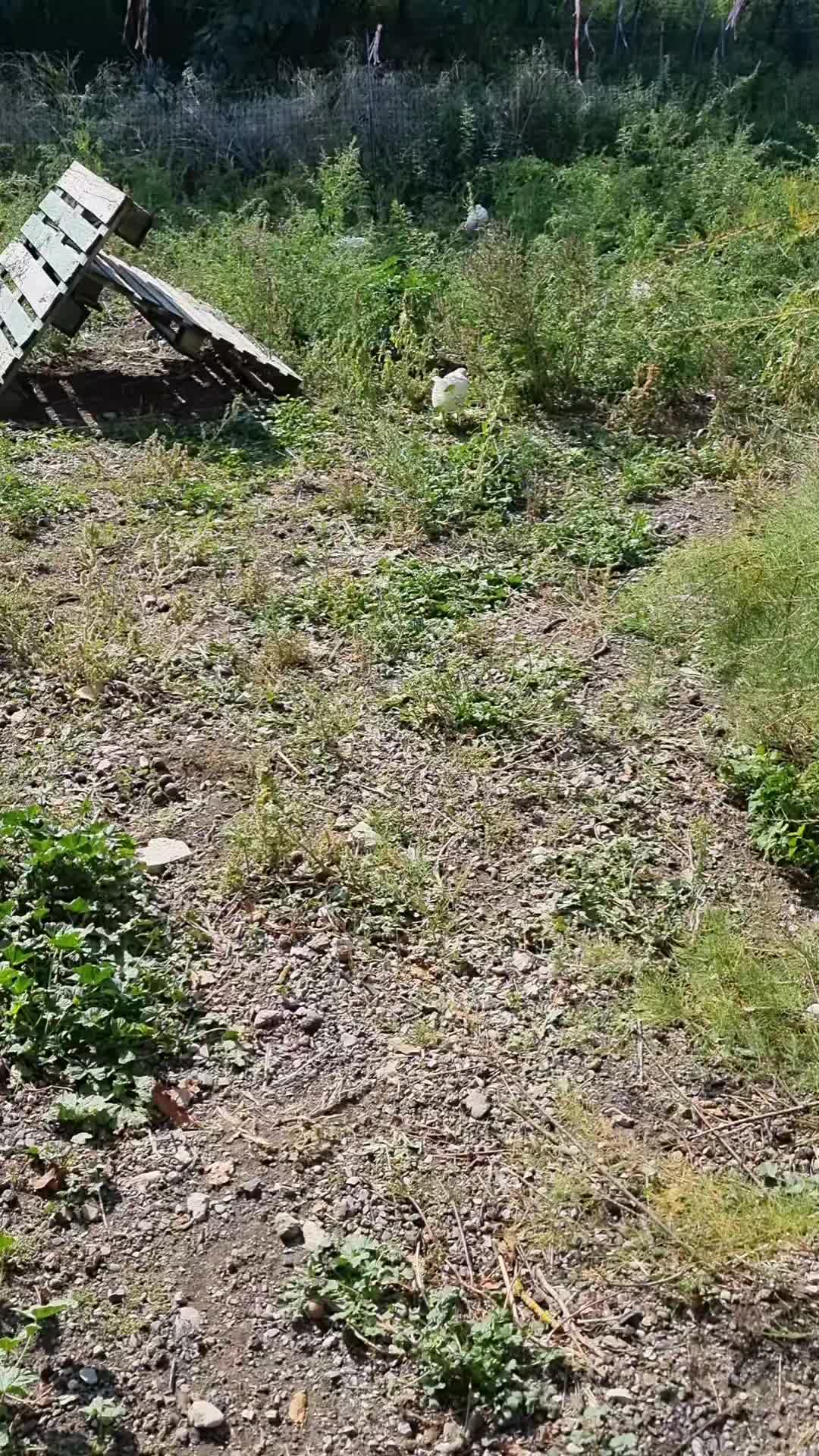 @Il leone e la gallina