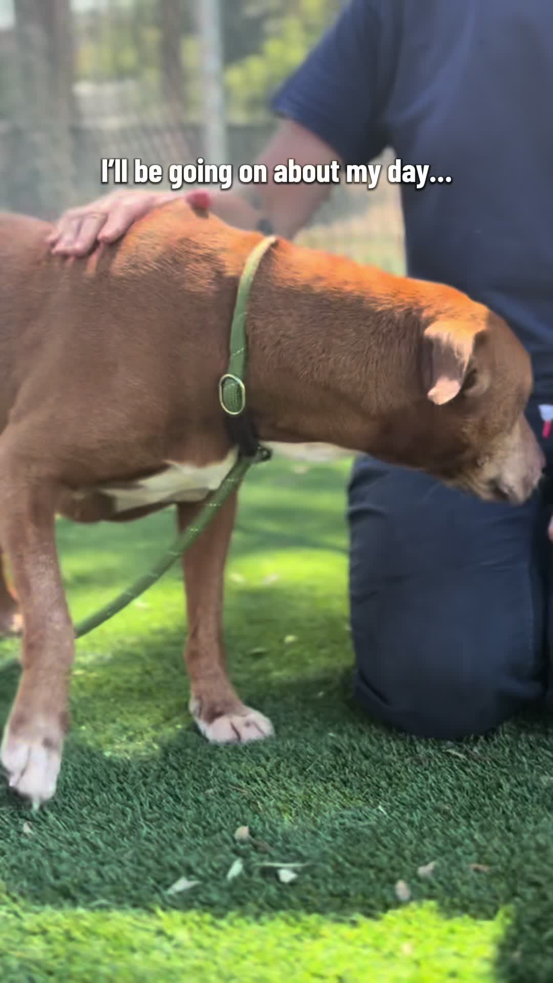 @✨shelter dog magic ✨