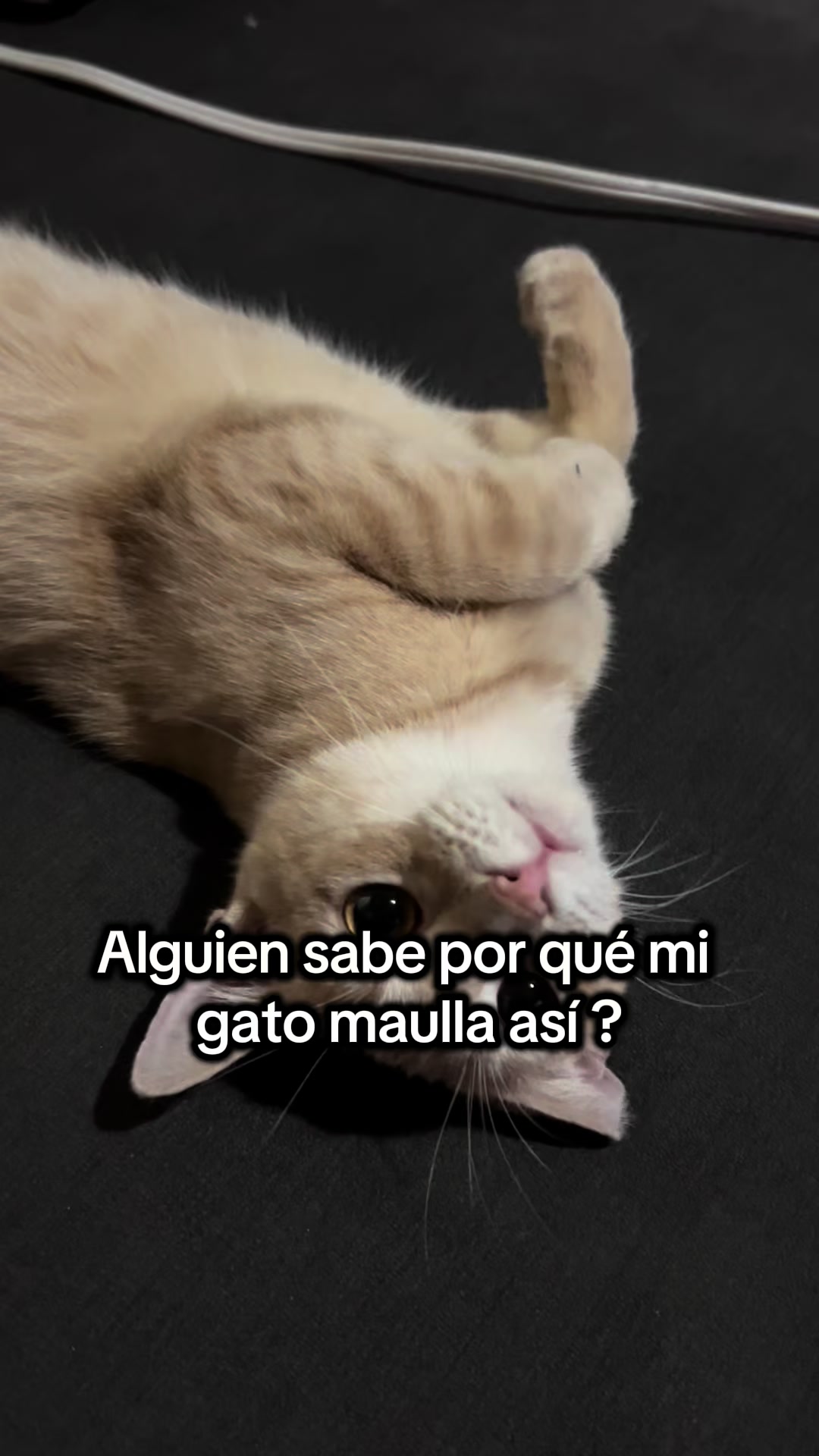 @Chat&Oro