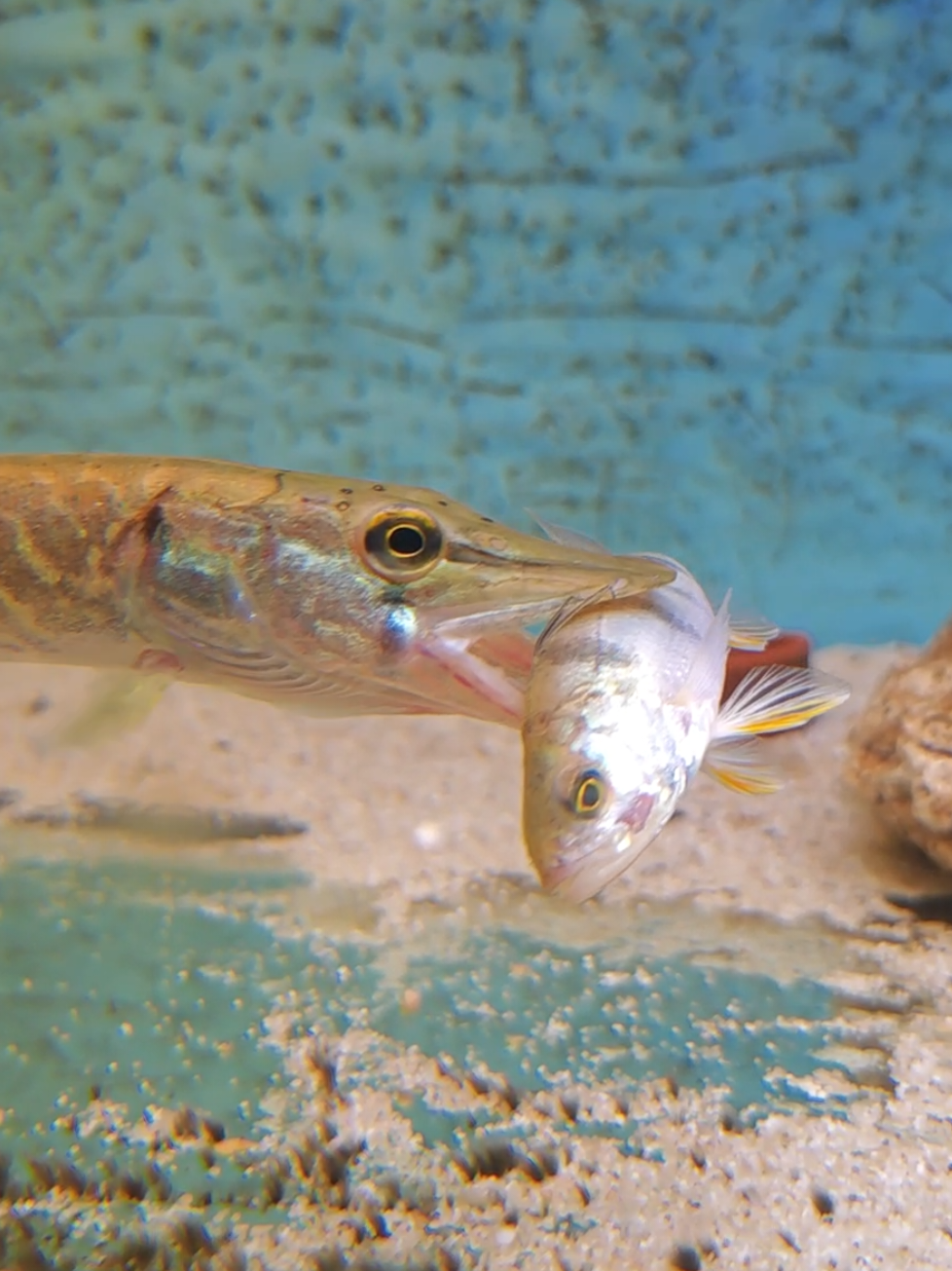 @predatoryfishtank