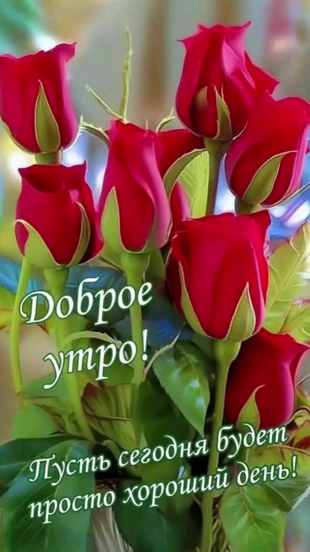 @zulfimysaivna