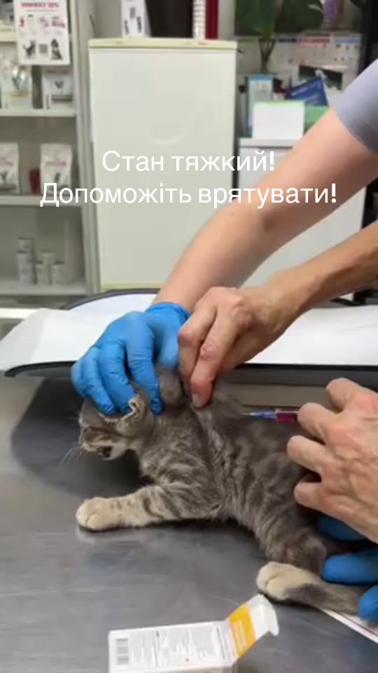 @Алиса