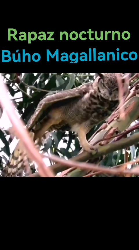 @Johan Saire NiCo