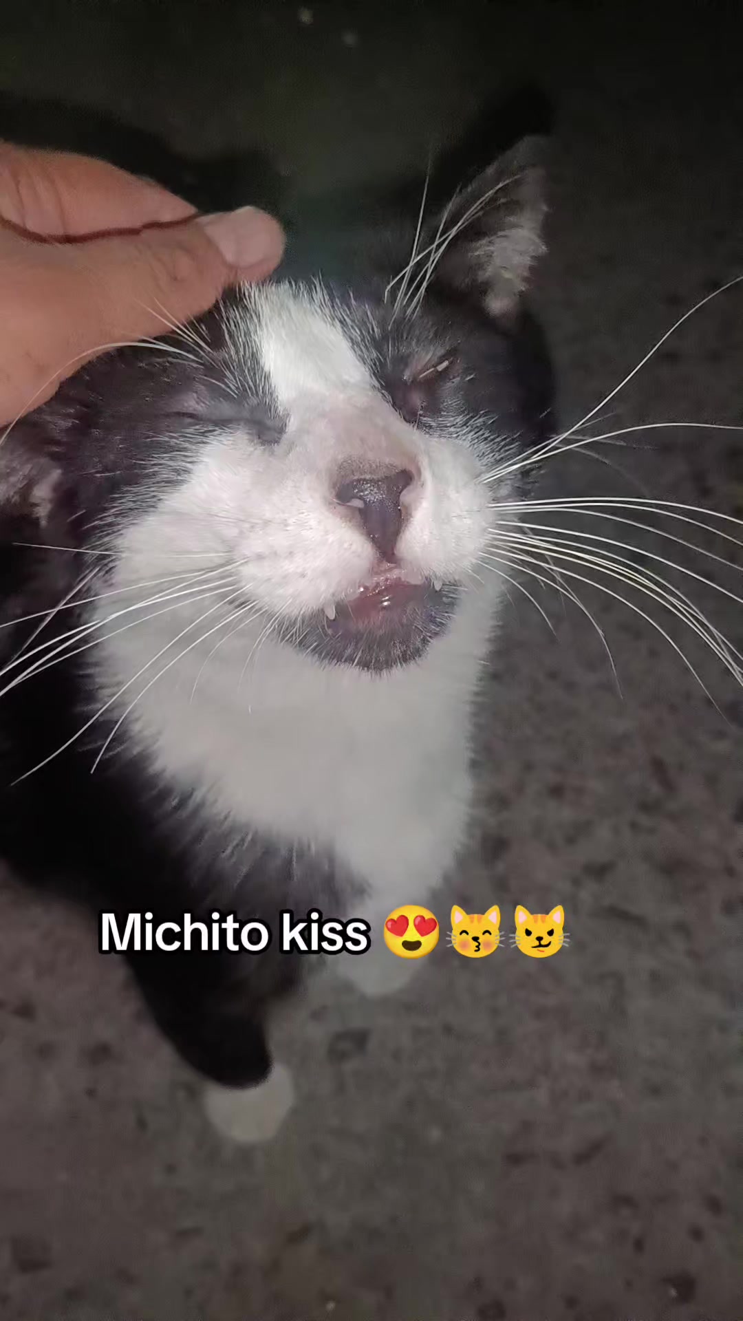 @la loca de los gatos 😽