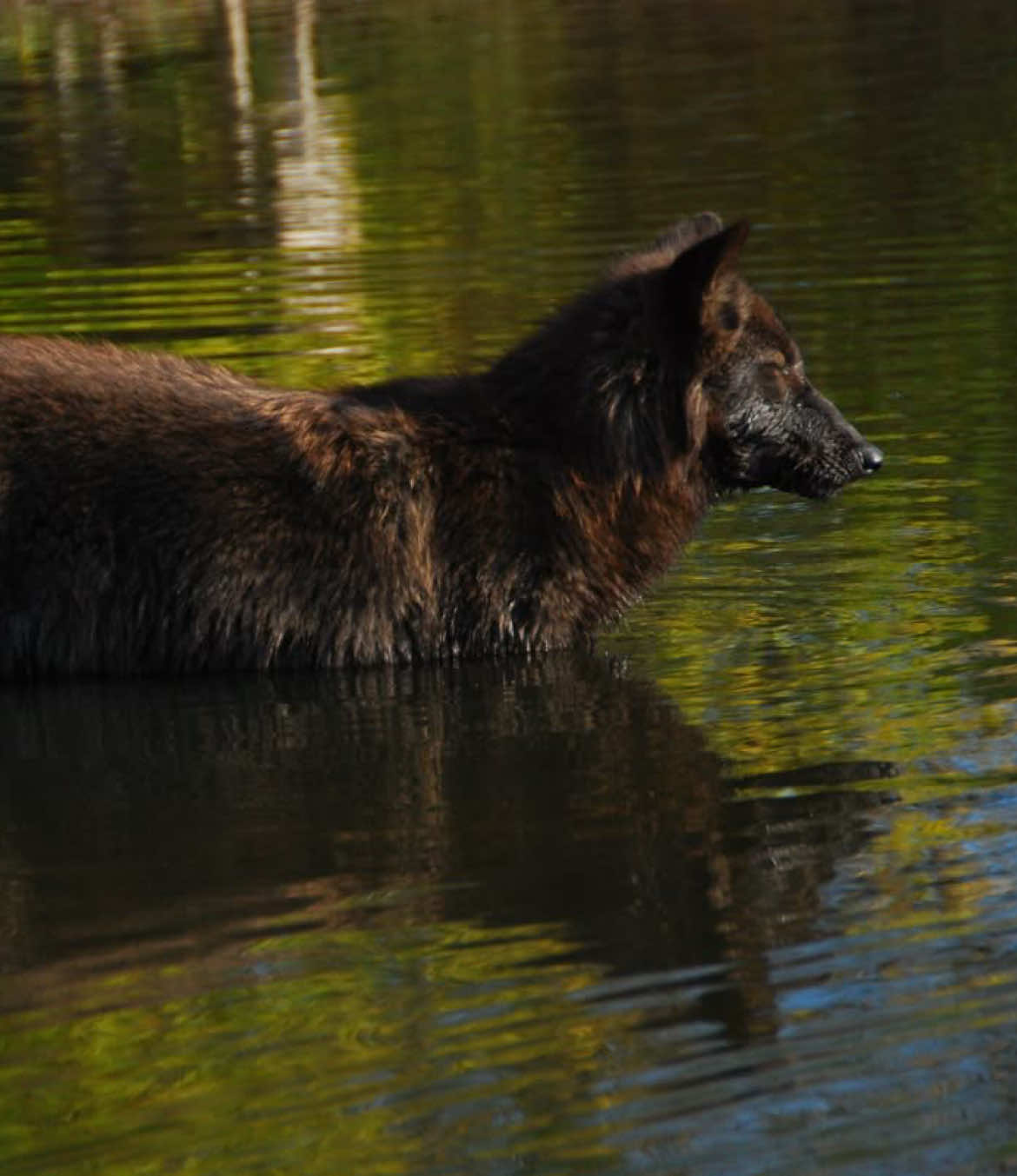 @WOLFBOY APEXPREDATOR