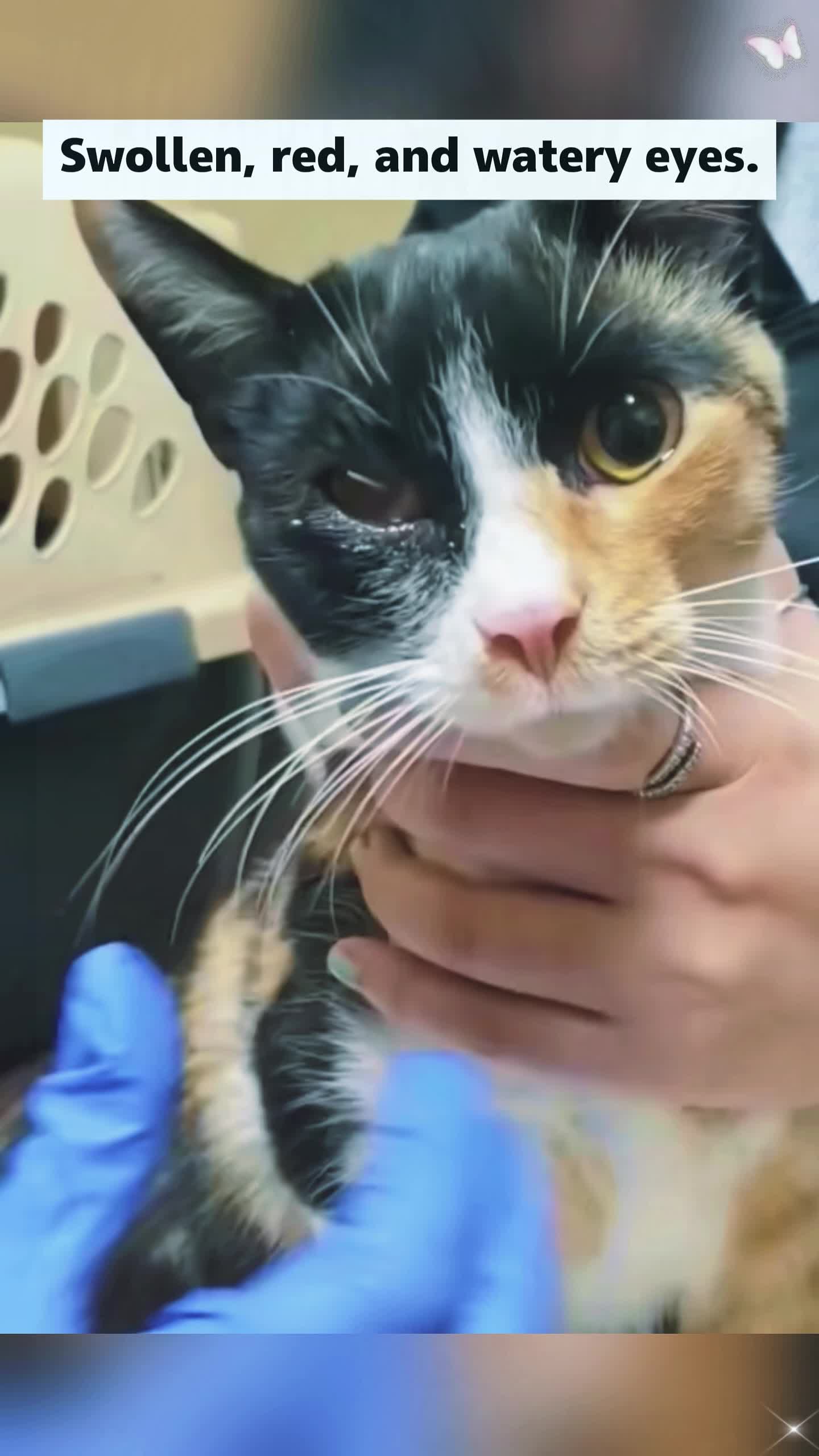@Animal rescue tips
