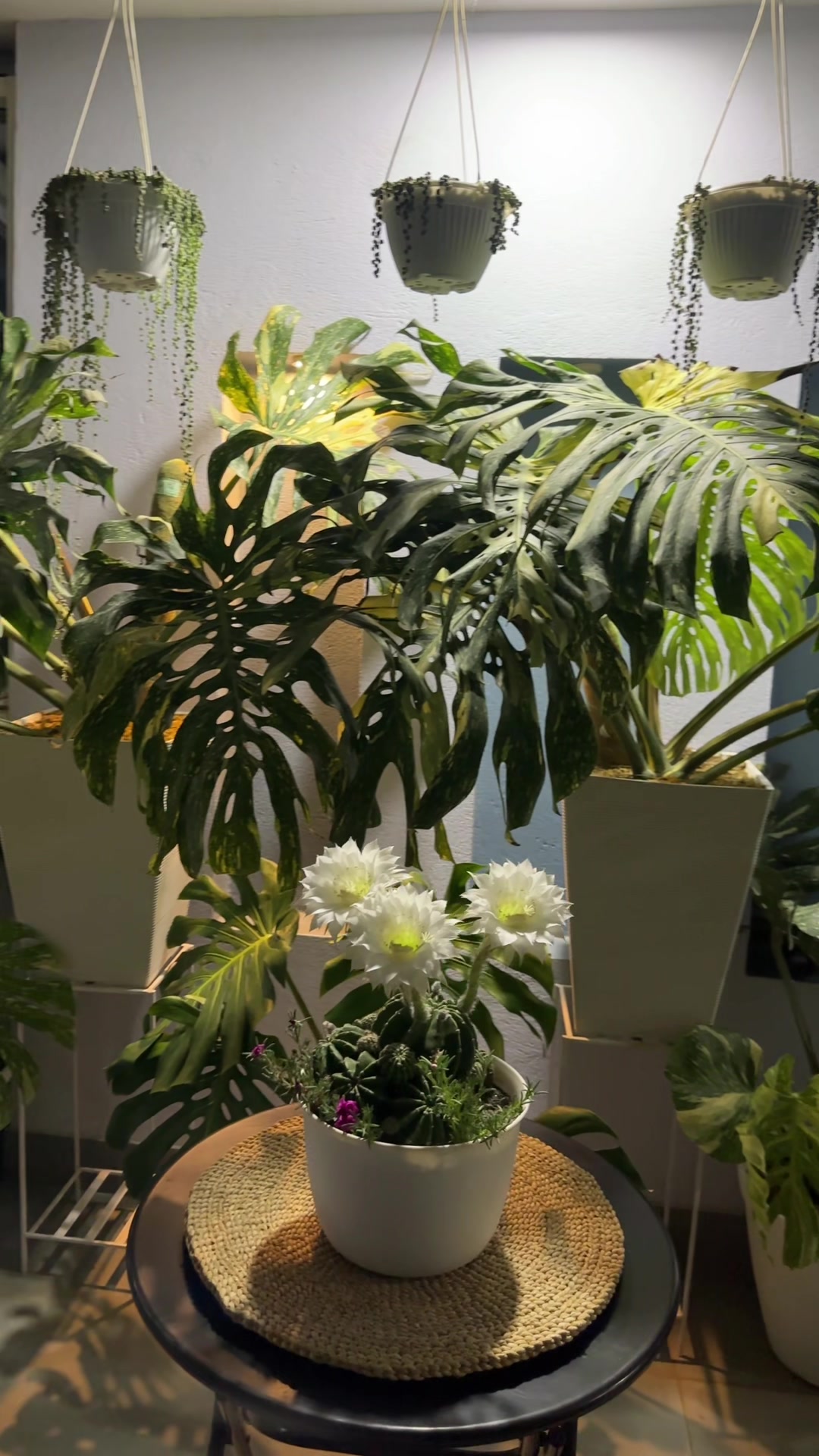 @Plantlife50