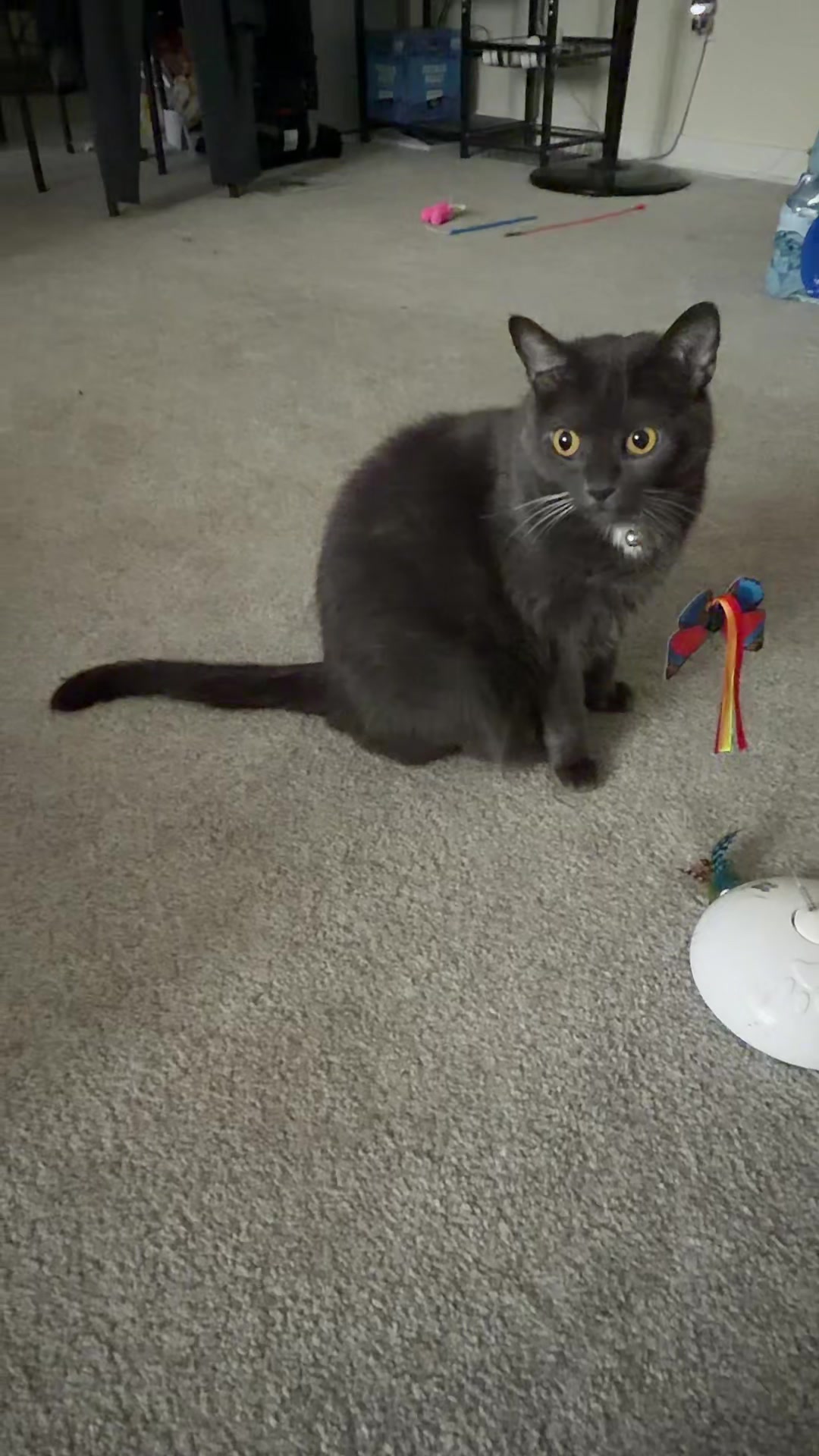 @zeldathecutecat