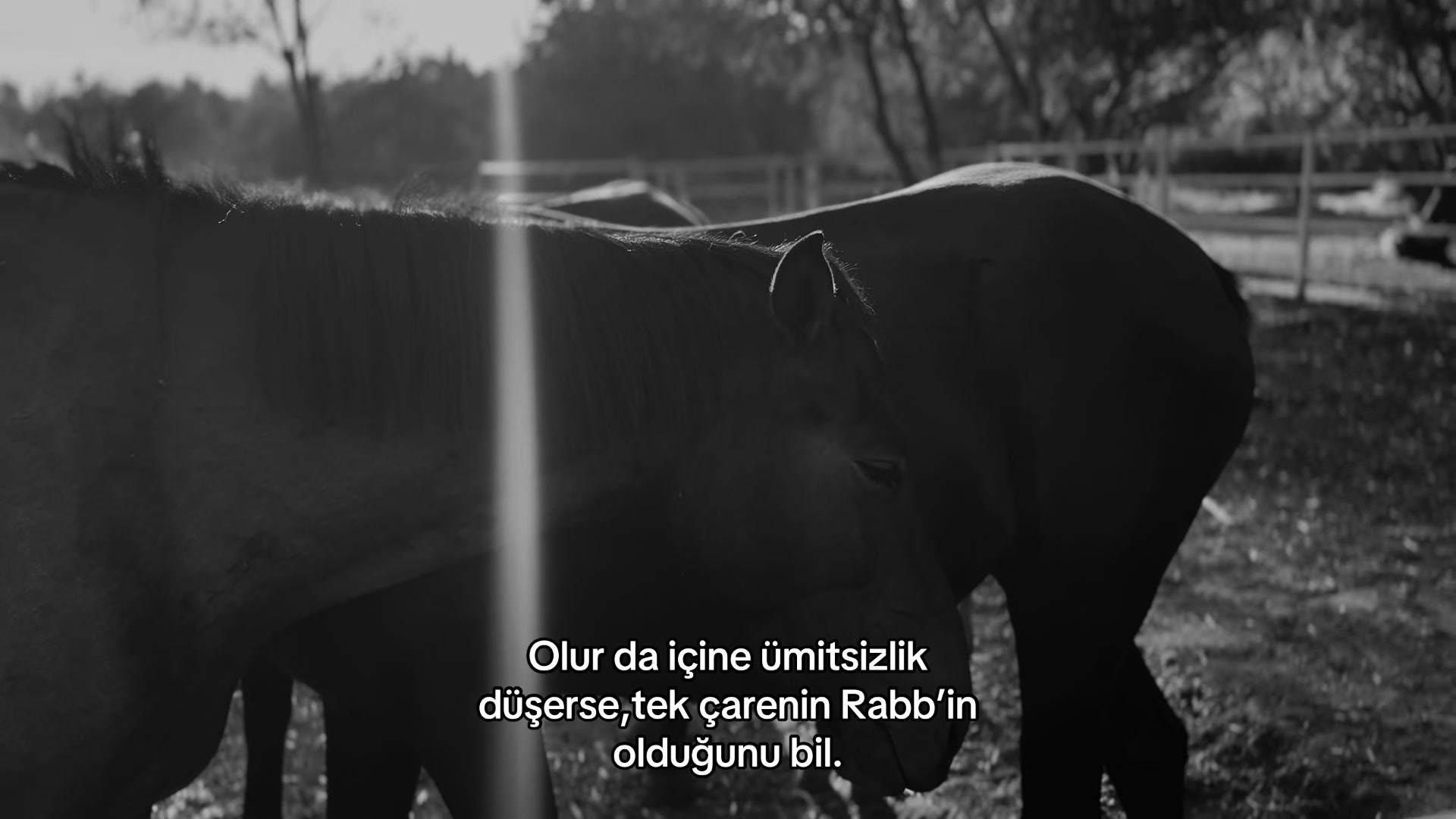 @Jafarov