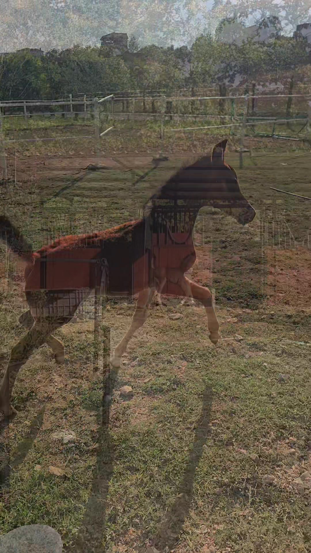 @Horse Training Center Albania