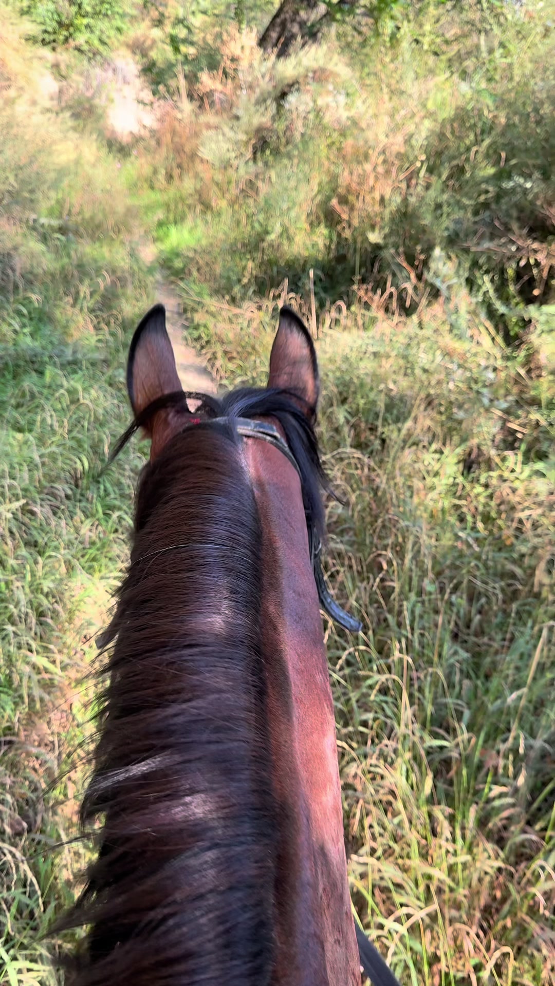 @🐎Ева🐎