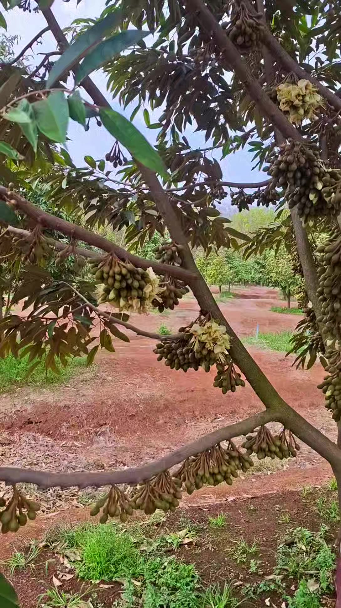 @D.kingfarm