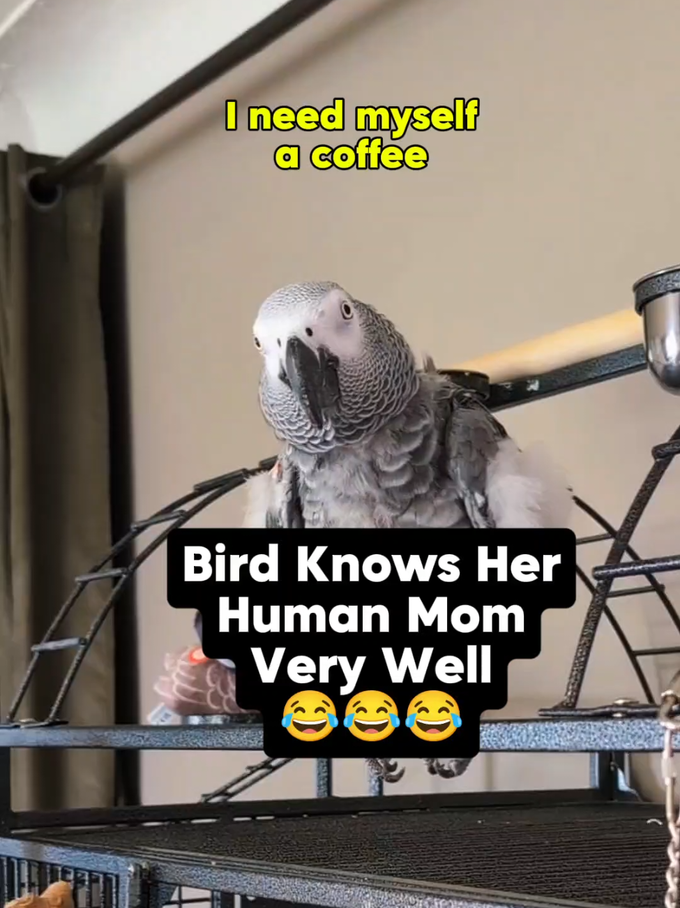 @Cosmothefunnyparrot