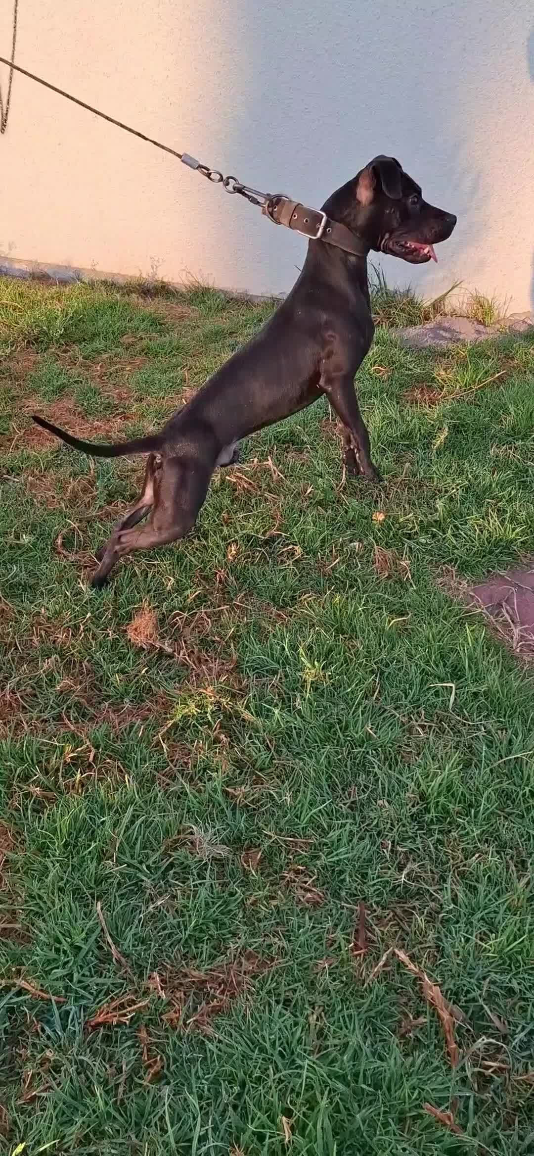 @TrueGamedogsMx214420