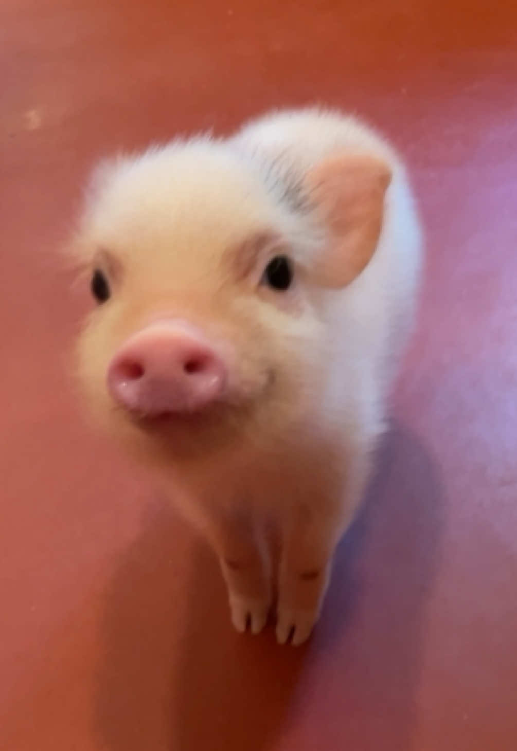 @pignic