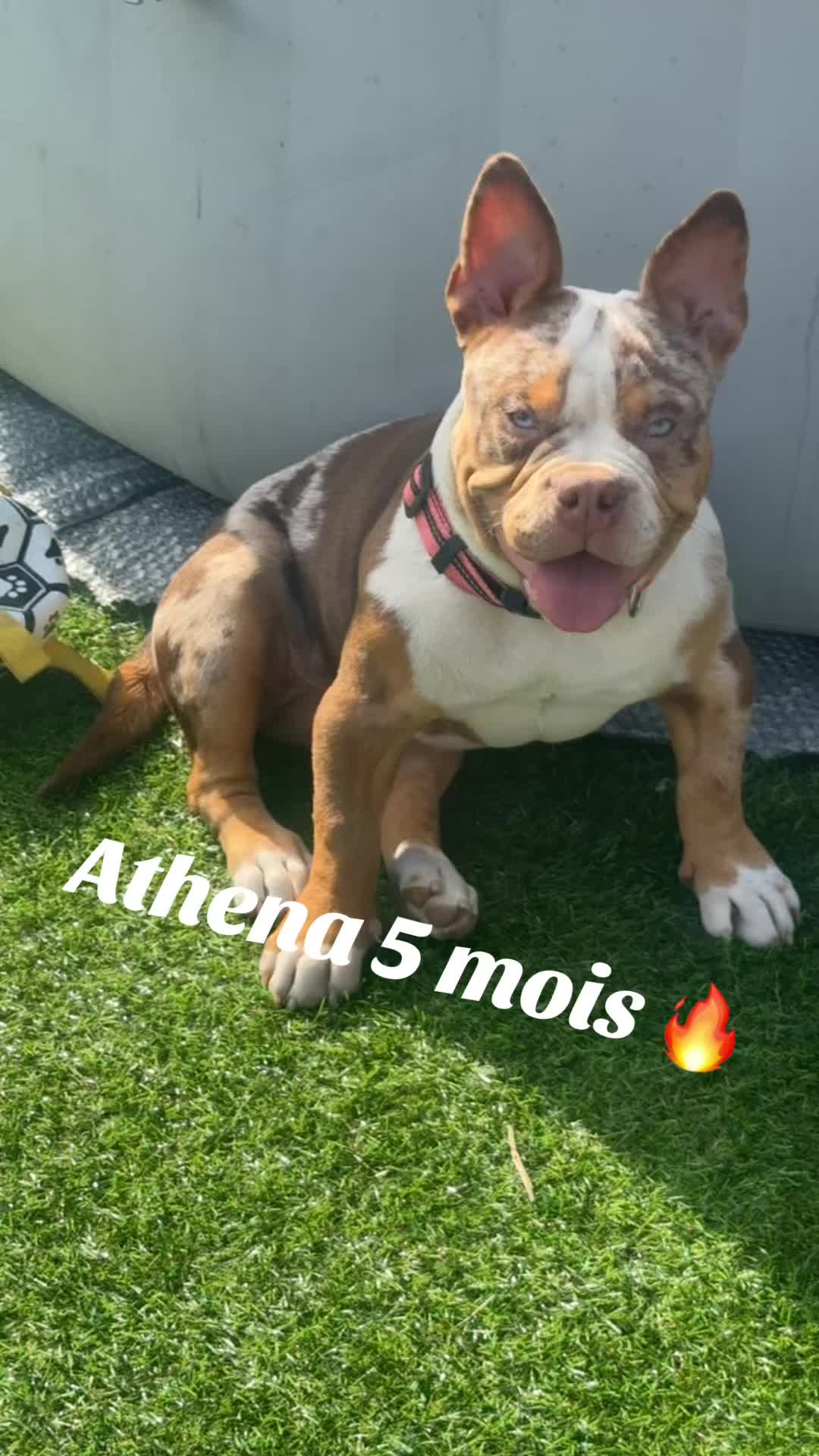 @🔥 Athena en follie 🔥