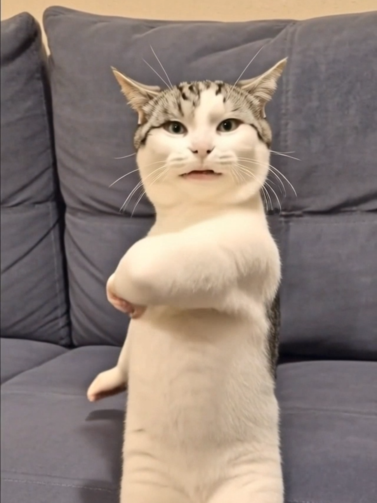 @Я кошка Зинаида