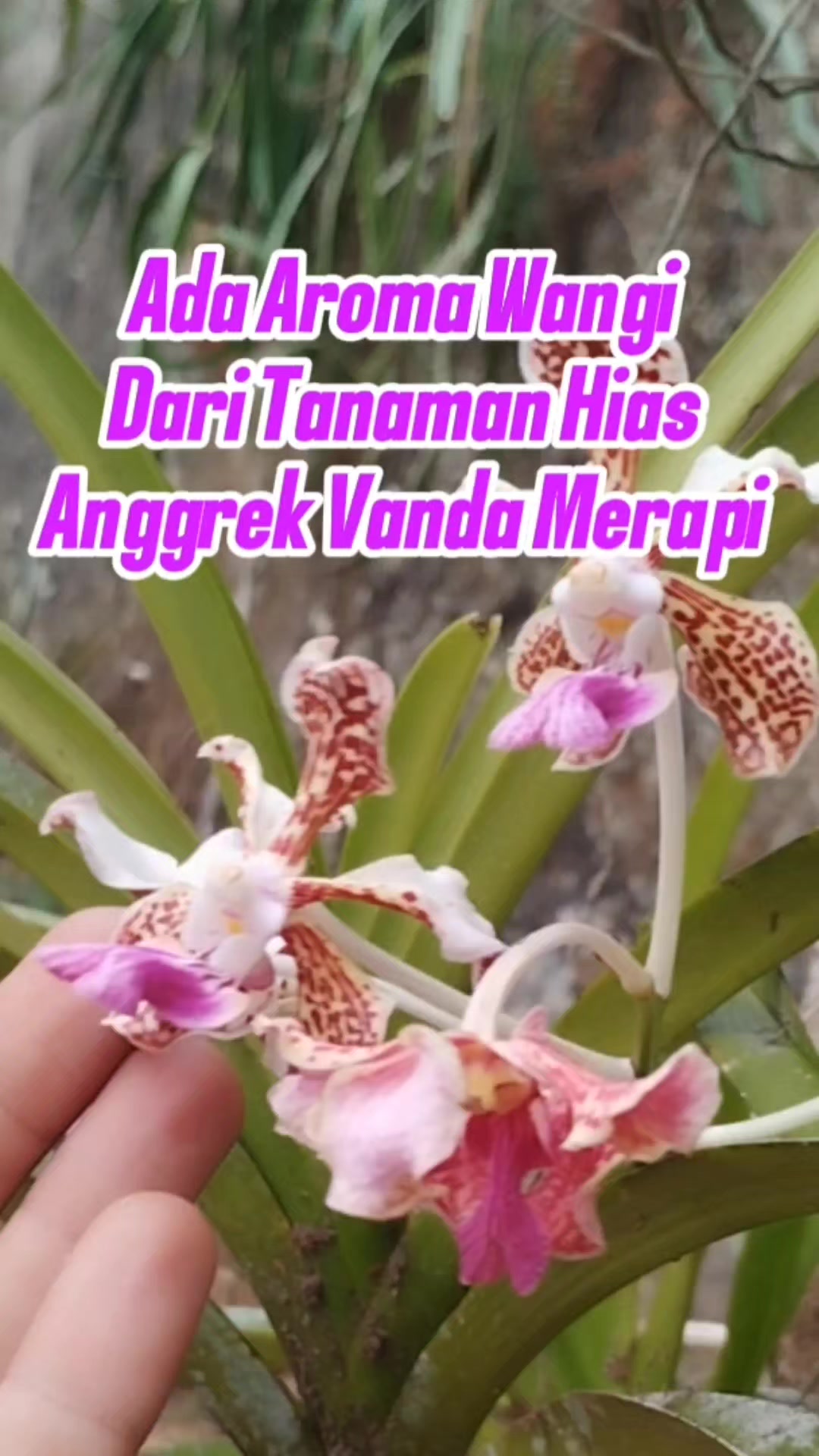 @Bukit Farming