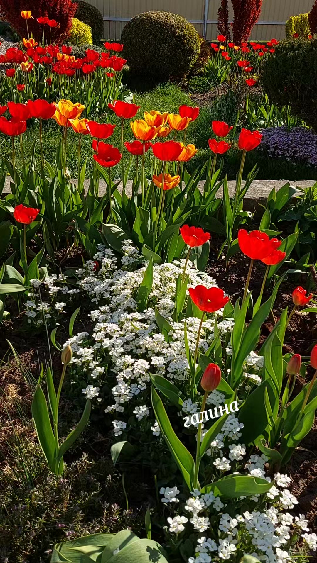 @✨️Галина ✨️🌸