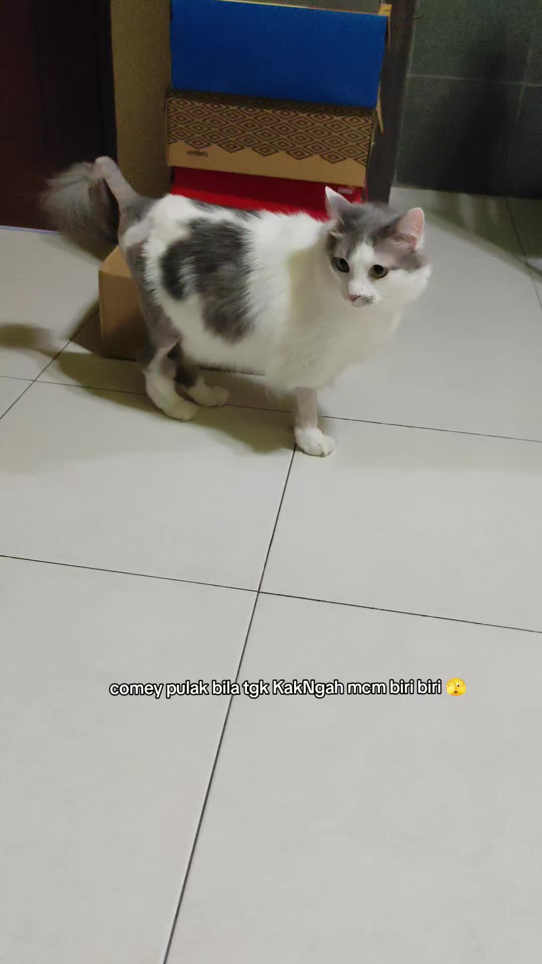 @Omma Kucing 🇲🇾🍉