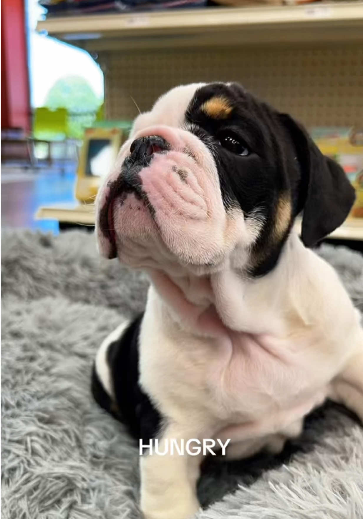 @Petland Oklahoma City