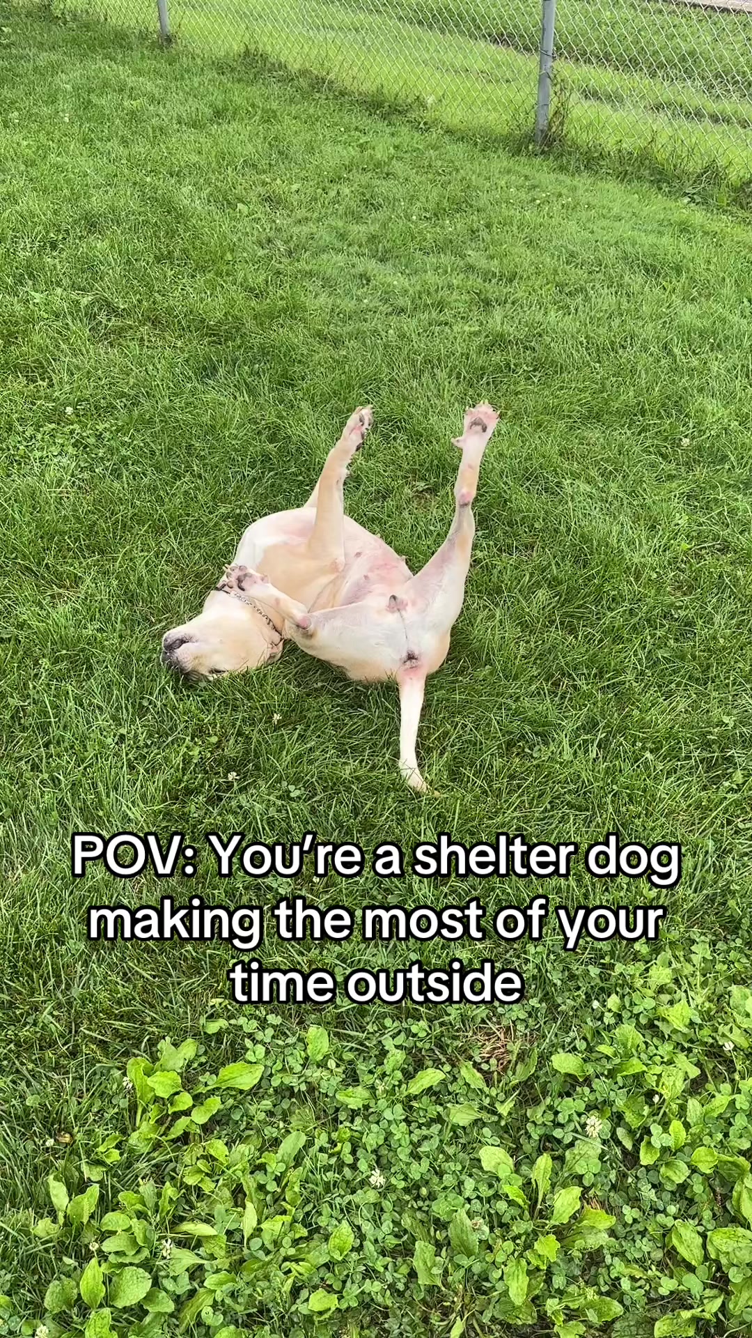 @Behind The Kennels
