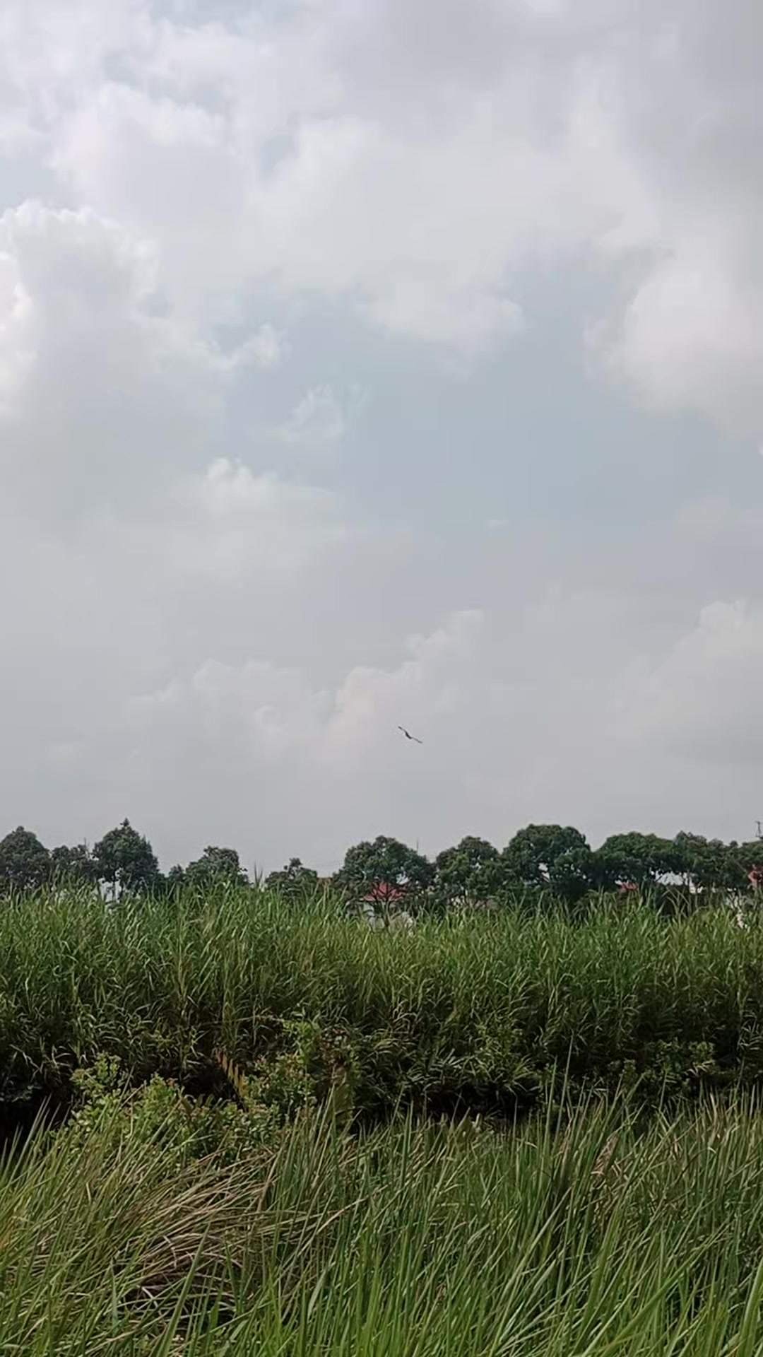 @Hải Phan