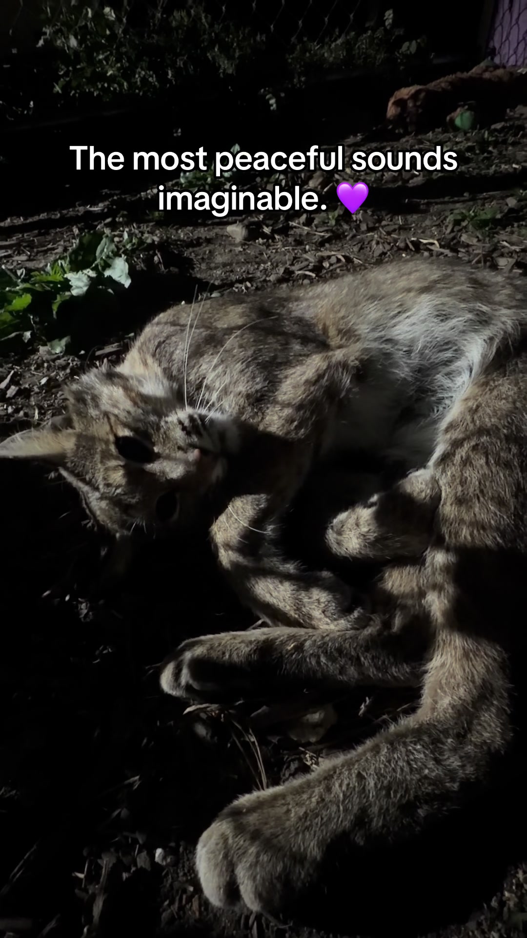 @For Fox Sake Wildlife Rescue