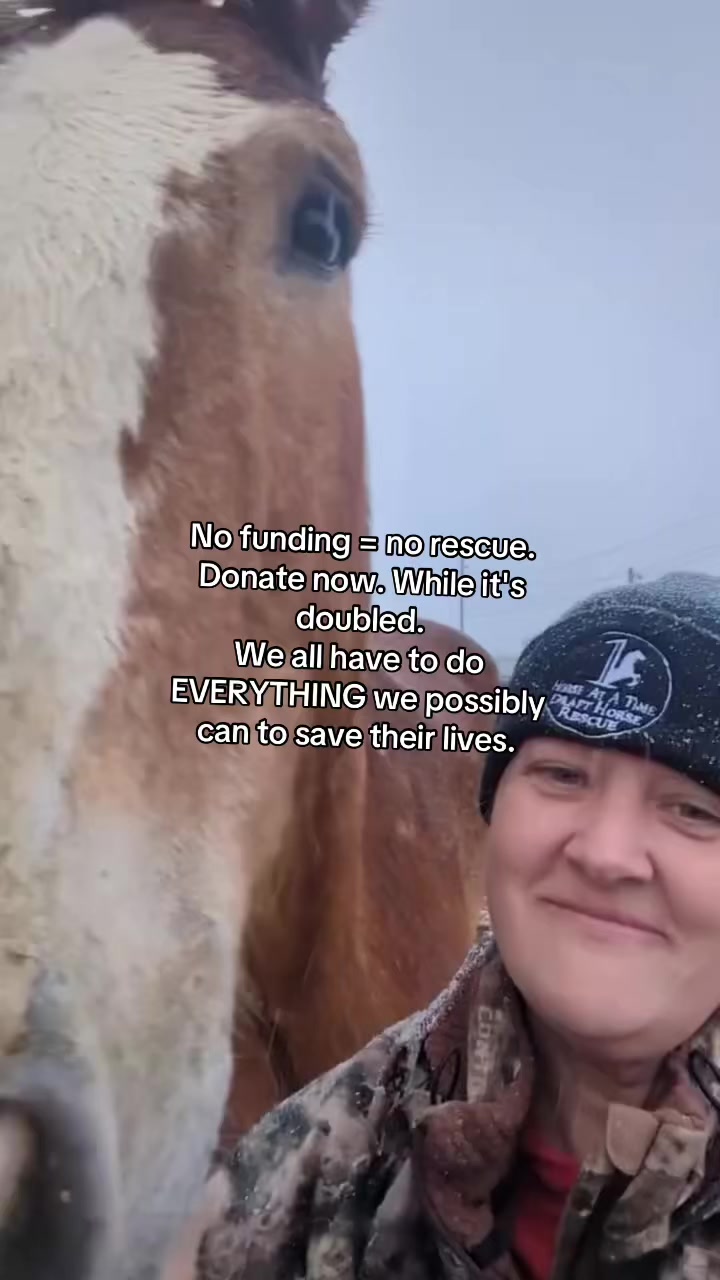 @maverickhorserescueorg