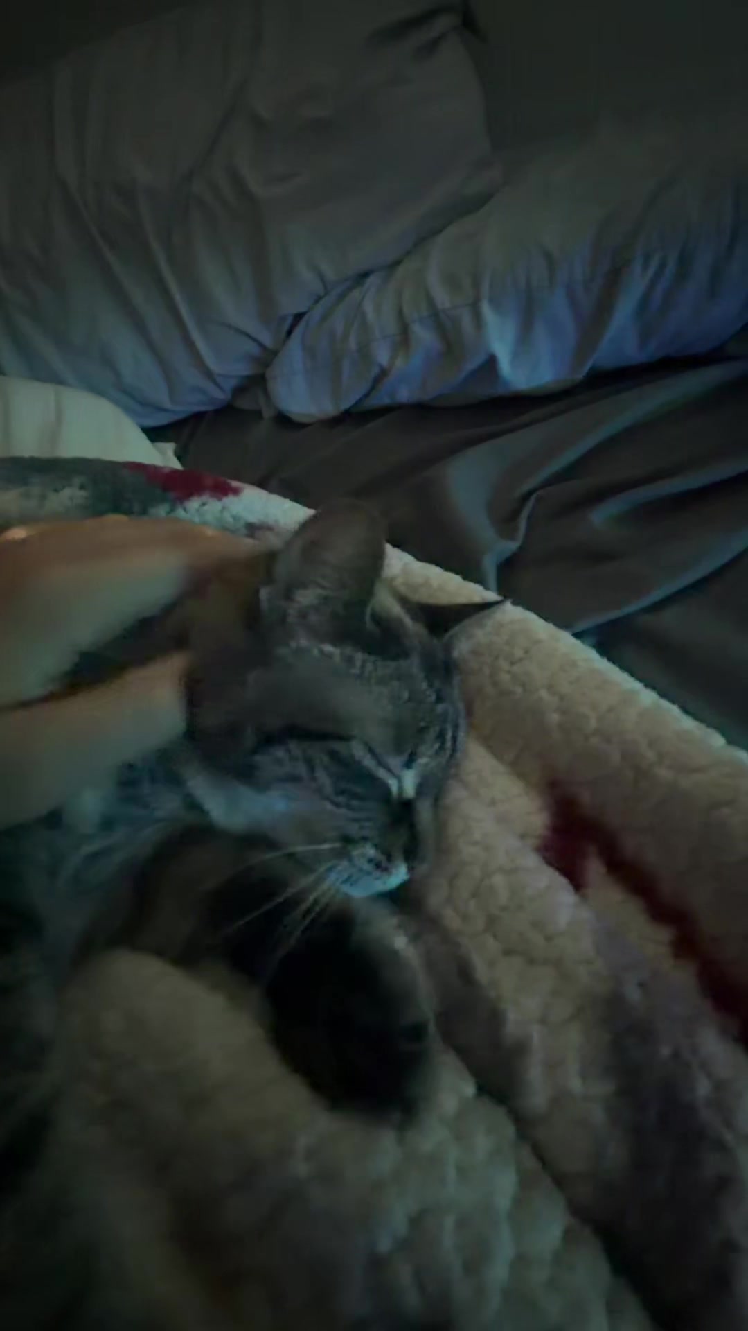 @PepperTheCat