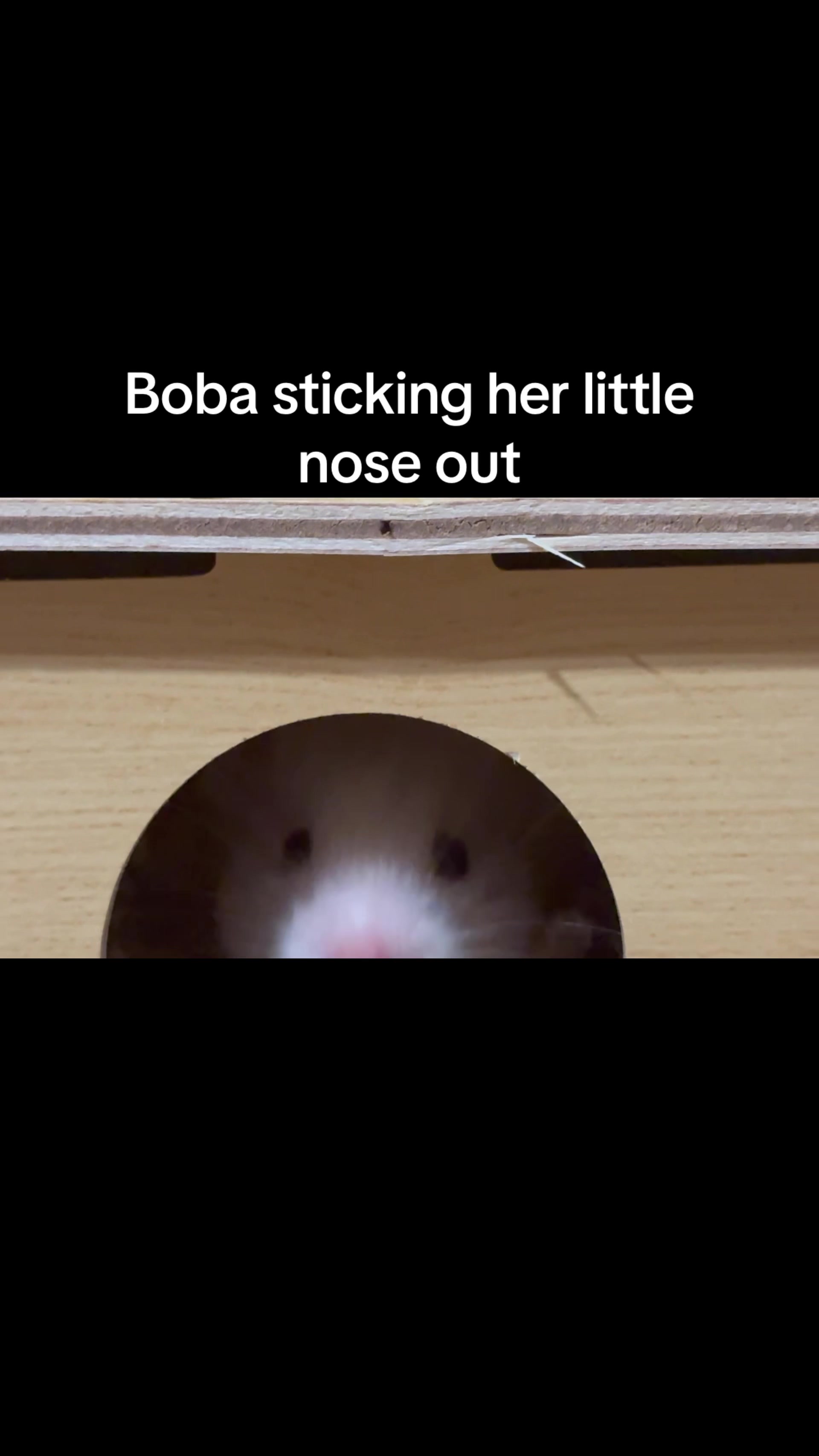 @Boba & Tofu