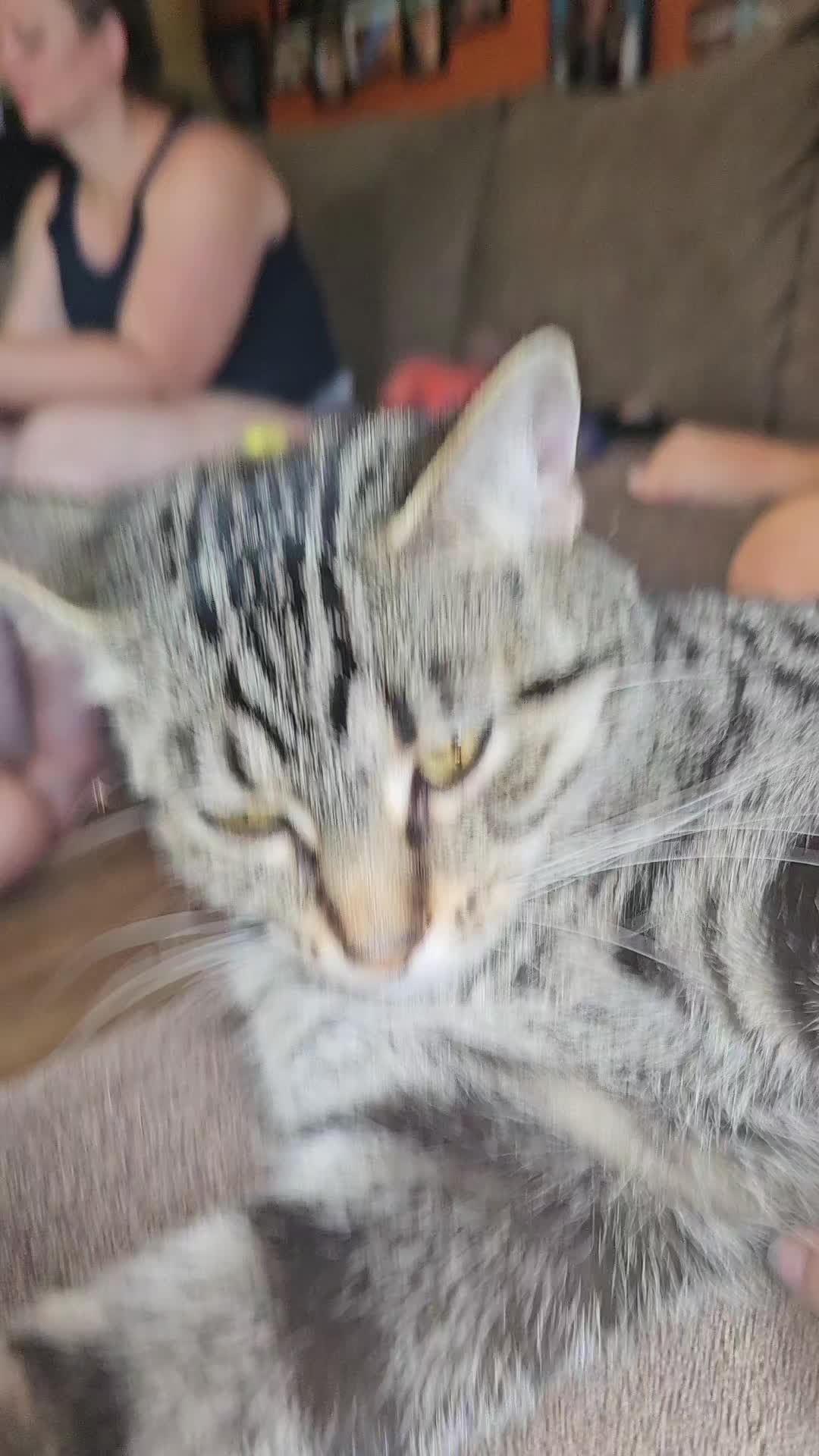 @Catgaga