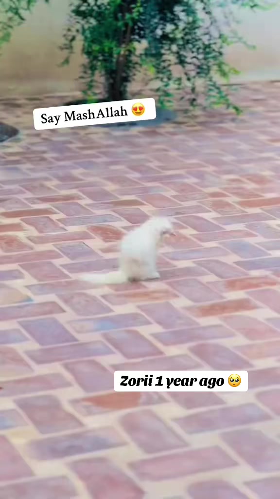 @zorii75