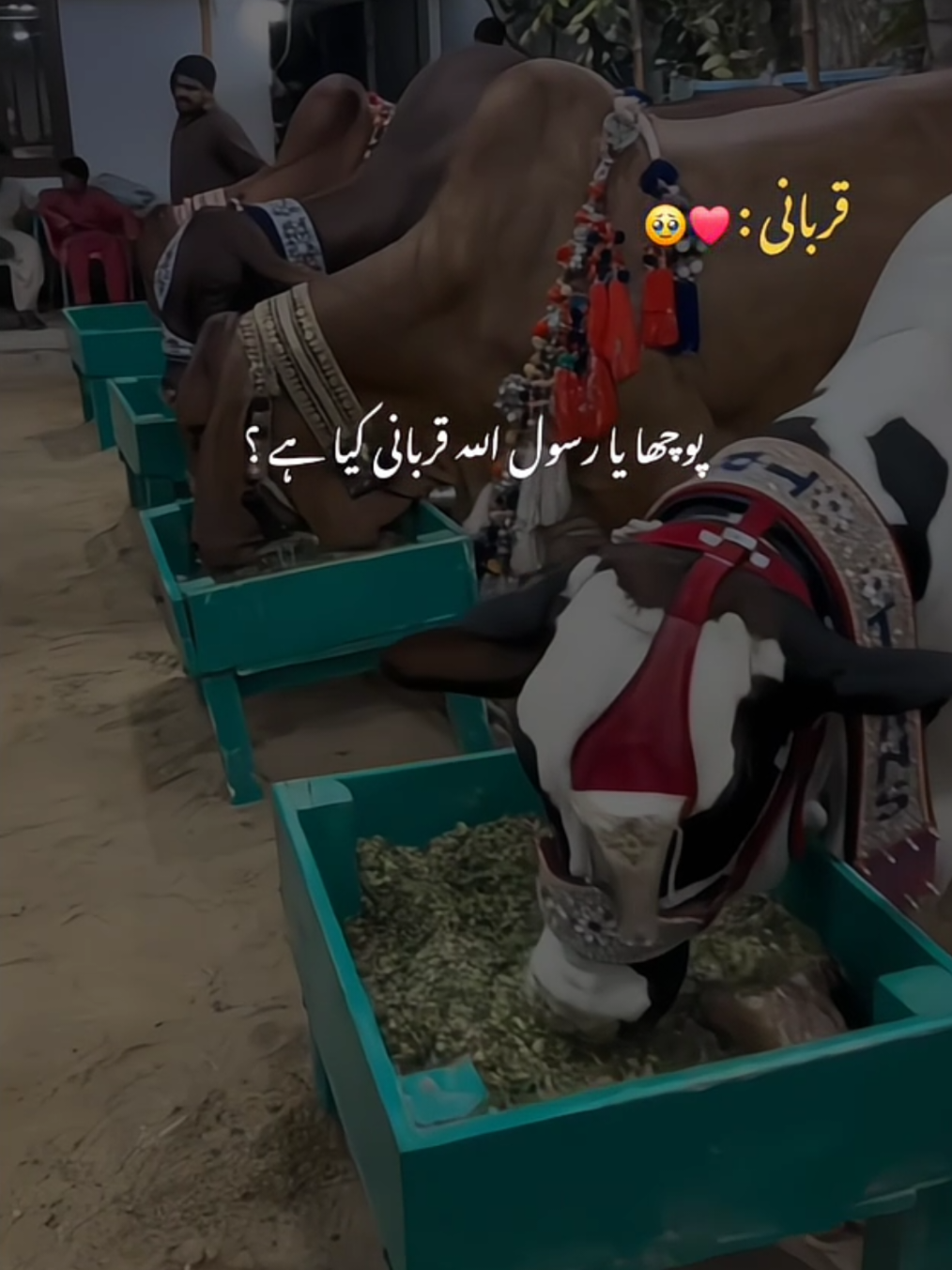 @Ayeشa♡