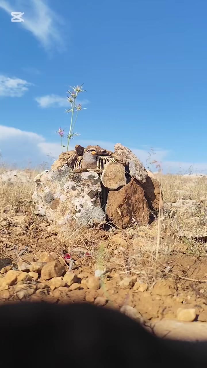 @çılgın çocuk