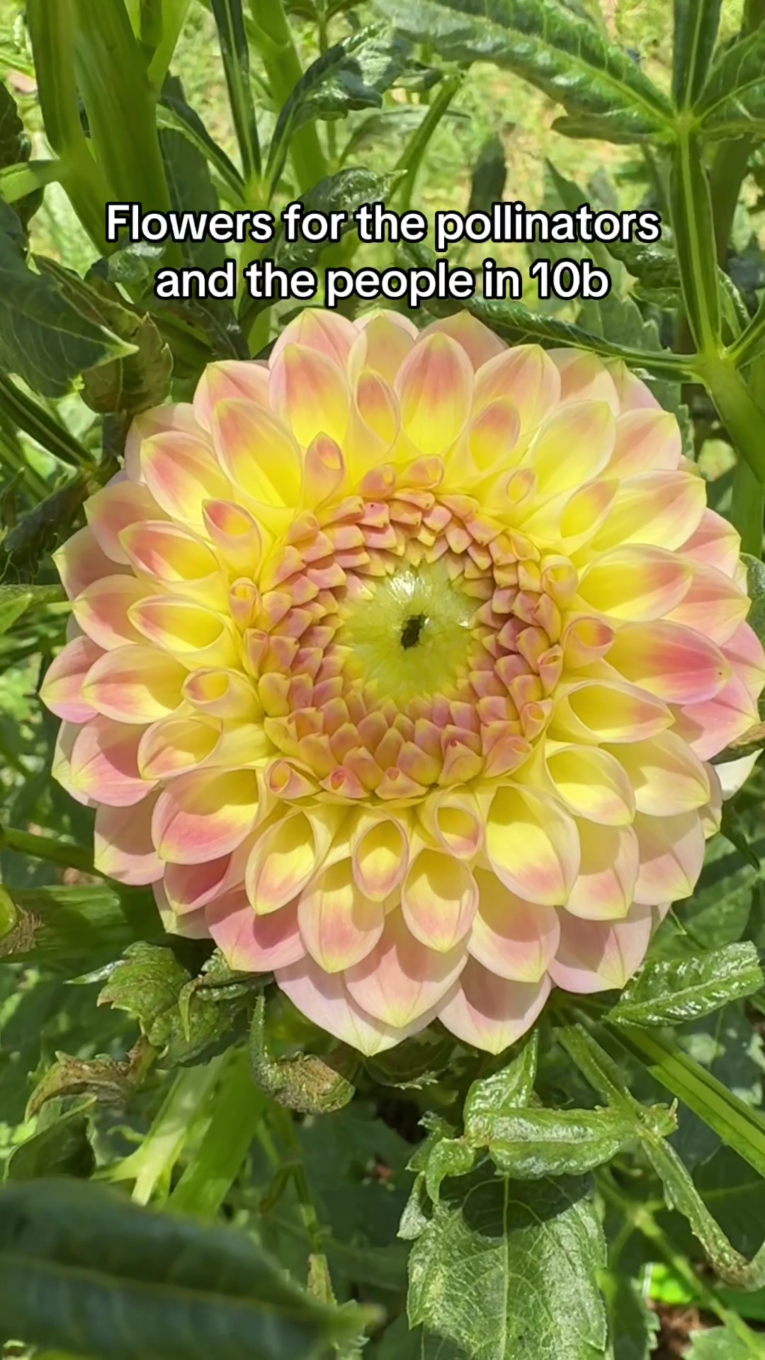@Rylee&rsquo;s Blooms