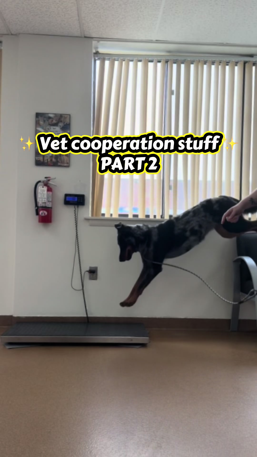 @valkyrie.the.beauceron